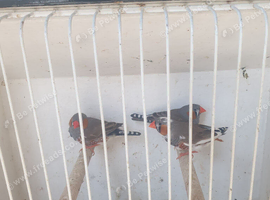 Zebra finches