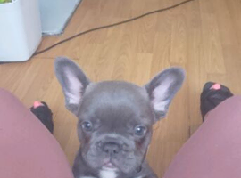 Female grey frenchie
