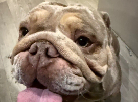 Dog for stud