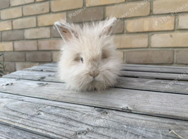 Teddywidder Bunnies &ndash; Lovely Bunnies Looking for Loving Homes