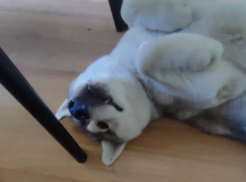 Siberian Husky