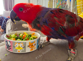 18 month old female