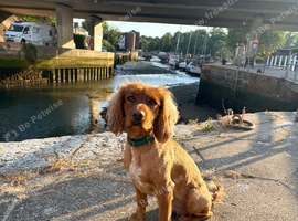 Working cocker spaniel