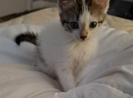 Kitten