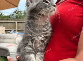 TICA reg Maine coon kittens