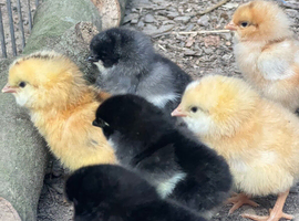 Chicks Ready to reserve