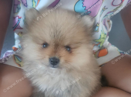Tiny toy pom