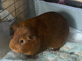 Beautiful male Guinea pig