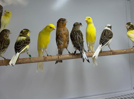 Canary&rsquo;s