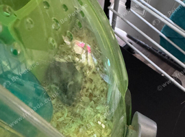 Hamster and cage