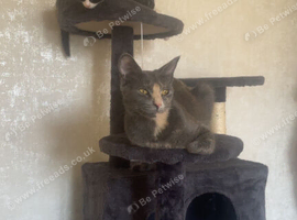 13 week old male kittens