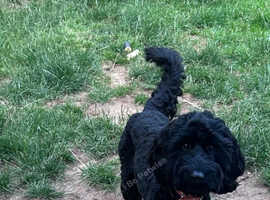 Stud F1 black cockapoo