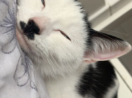We have 3 beautiful kittens