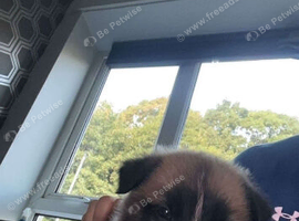 Shepsky puppy for sale ready to go