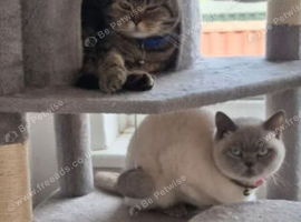Scottish fold and British shorthair cats
