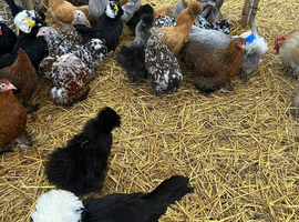Bantams - pekins, silkies and Polands