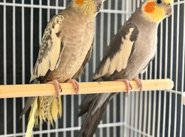 proven young pair of cockatails