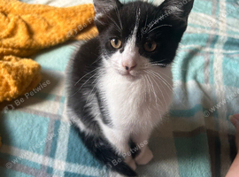 1 kitten ready to go