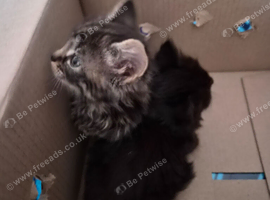 Sibling kittens 100 for both