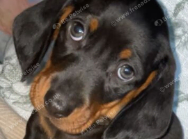 Boy dauchhound