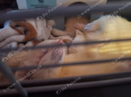 2 female ferrets