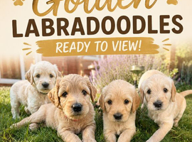 Golden Labradoodles Essex