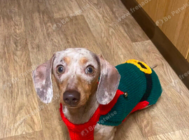 Sweet & Affectionate Isabella Dachshund "Lady" (5 Years Old) &ndash; Seeking Her Forever Single-Dog Home