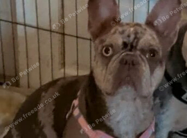 Female frenchy