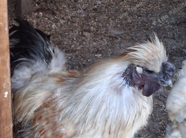 Cockerel