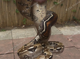 Adult male bci boa