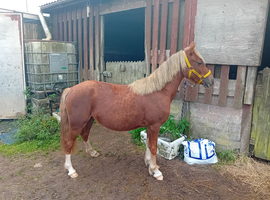 2 year old filly