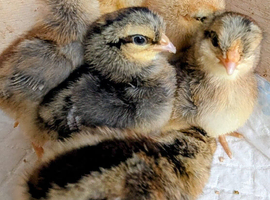 Cream Legbar chicks