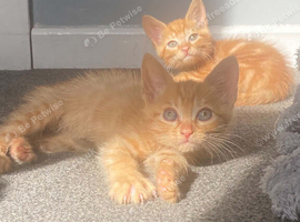3 boy pure ginger kittens