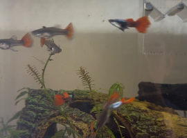 Juvenile guppies