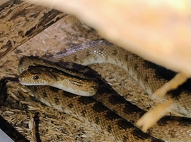 Diadem rat snakes - Pair