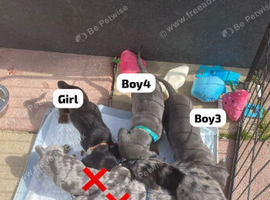 Dashhound puppys