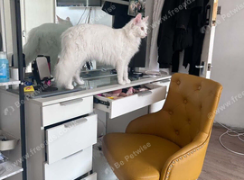 Turkish Angora