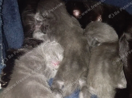 2weeks old