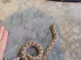 2 hognose