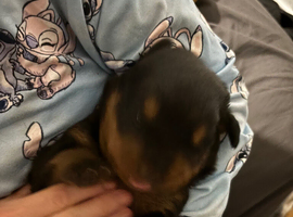 Rottweiler