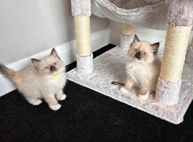 Beautiful Ragdoll Kittens Ready Now.