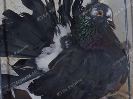Indian Fantails for sale
