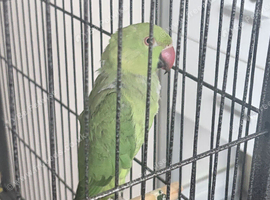 Green female Indian Ringneck