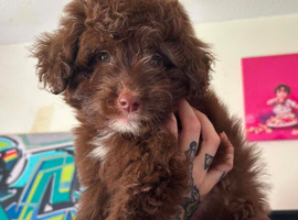 Cavapoo cross Pomsky