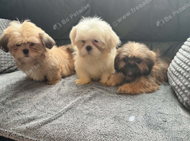 Shih Tzu  puppies