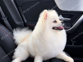 White Pomeranian male Russian bloodlines