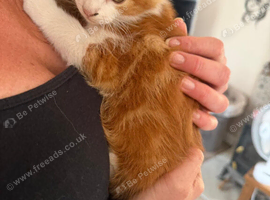 Gorgeous ginger and white boy