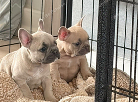 Gorgeous lilac fawn Frenchbull dogs