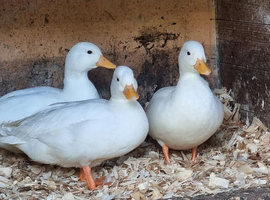 2 male call ducks