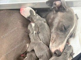Beautiful Blue Wippet Puppies